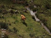 Galicia rural--Pradolongo